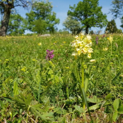 Gratis guidad blomstervandring på Kinnekulle