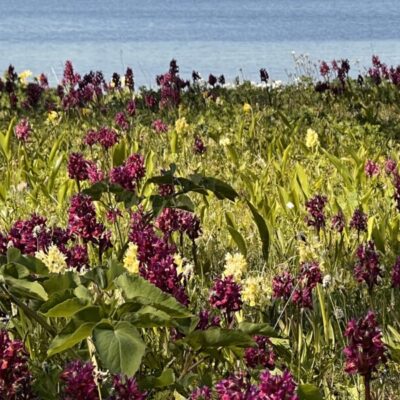 Guidad tur i nationalparken Ängsö