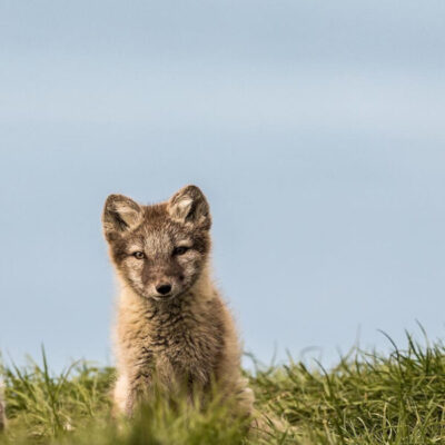 Guidade fjällrävsturer