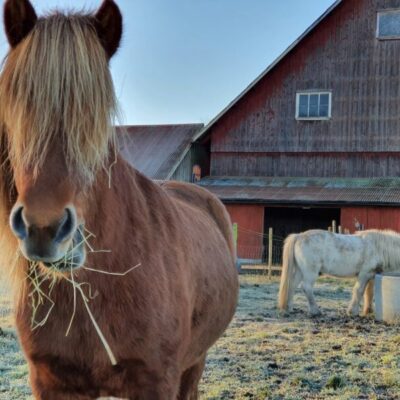 Gyltegårdens Islandshästar