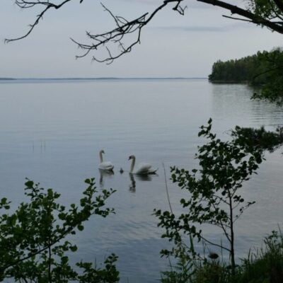 Härjarö