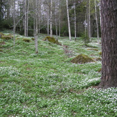 Hårsbäcksdalen