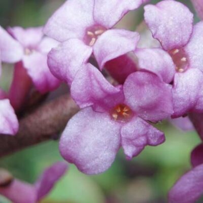 Hästmyrberget – naturreservat