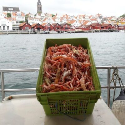 Havskräftans dag 2026