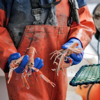 Havskräftfiskeevent