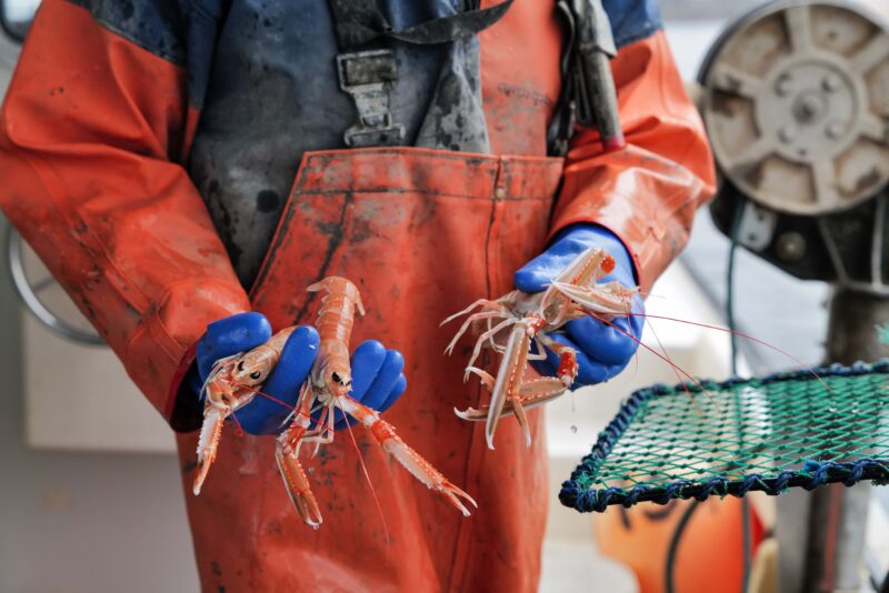 Havskräftfiskeevent