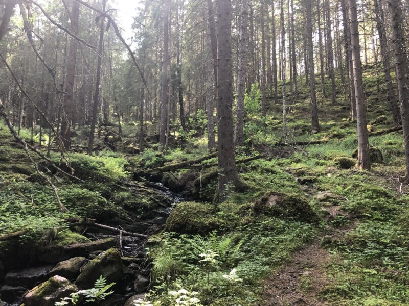 Hike the Häradsvägen