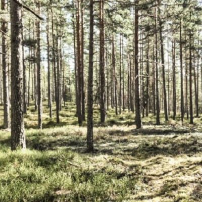 Högemons naturreservat
