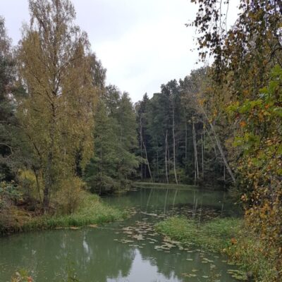 Höstvandring vid Lillån – skogen som kraftkälla
