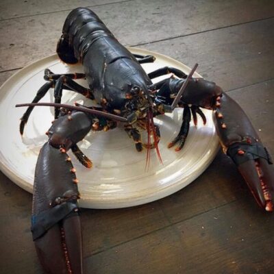 Hummersupé på Grebys i Grebbestad