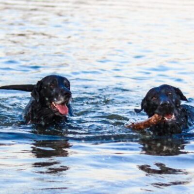 Hundbadplatser i Lidköping