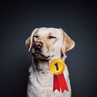 Hundutställning på Högbo Bruk