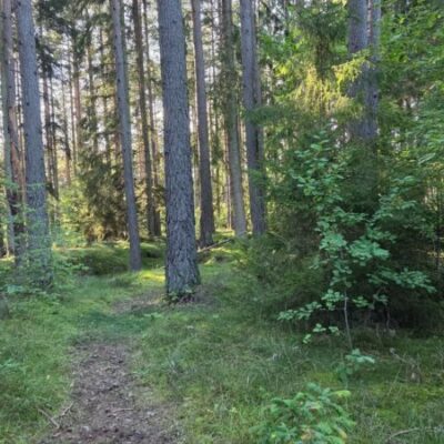 I Skogens Dolda Värld