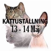 Internationell kattutställning