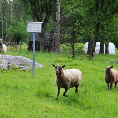 Järnåldersgravarna i Löved