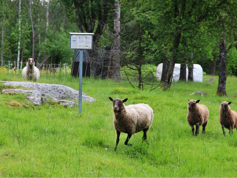 Järnåldersgravarna i Löved