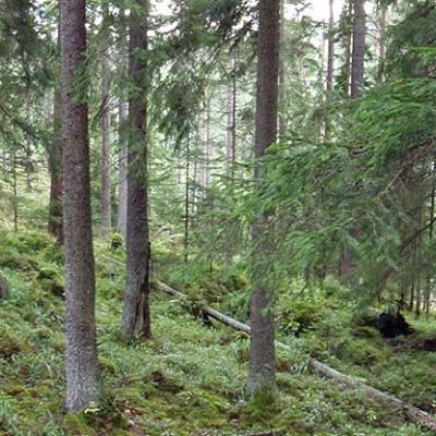 Kärne Naturreservat