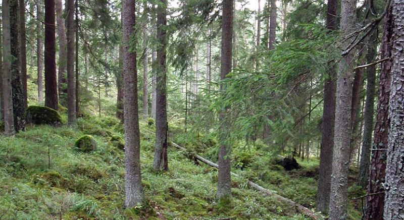 Kärne Naturreservat