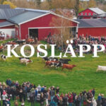 Kosläpp och Marknad på Väddö Gårdsmejeri