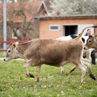 Kosläpp på Naturbruksskolan Uddetorp