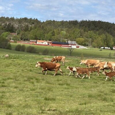 Kosläpp, växtmarknad ,loppis och bigård på Bräcke