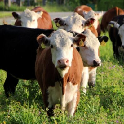 KRAV-kött från Ersk-Ols