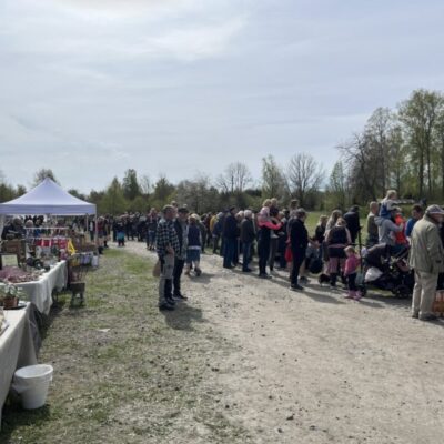 Lammsläpp i Grimserud