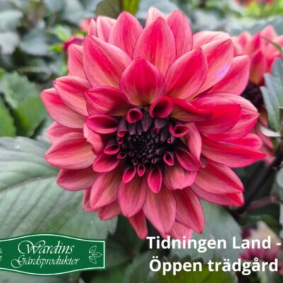 Lands öppen trädgård hos Wardins Gårdsprodukter