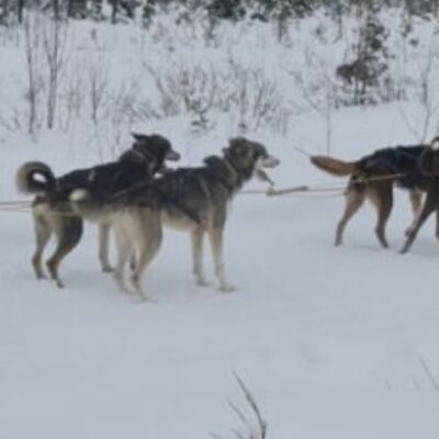 Laplands Wild Paws