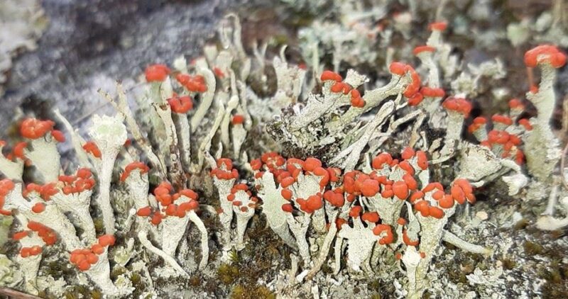 Lär dig känna igen mossor och lavar