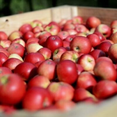 Marknad i Ellös Parken