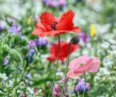 Midsommar i Mariebergsparken