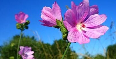 Midsommarfirande