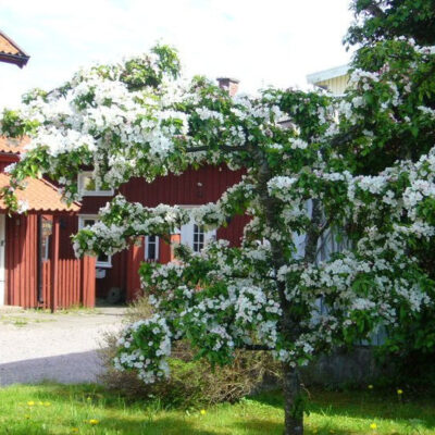 Mikaelsgården