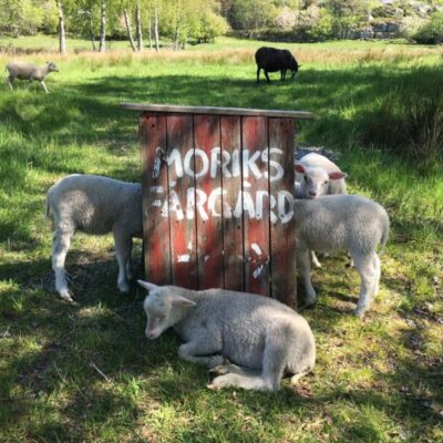 Moriks Sheep Farm
