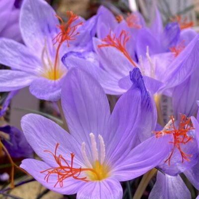 Möt våren i Botaniska