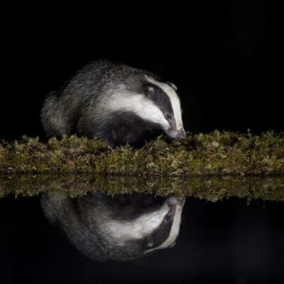 Nattfotografering av vilda djur