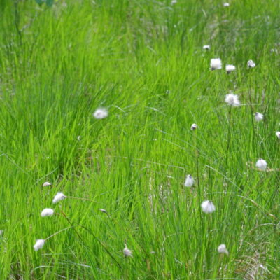 Naturreservat Öjemossen