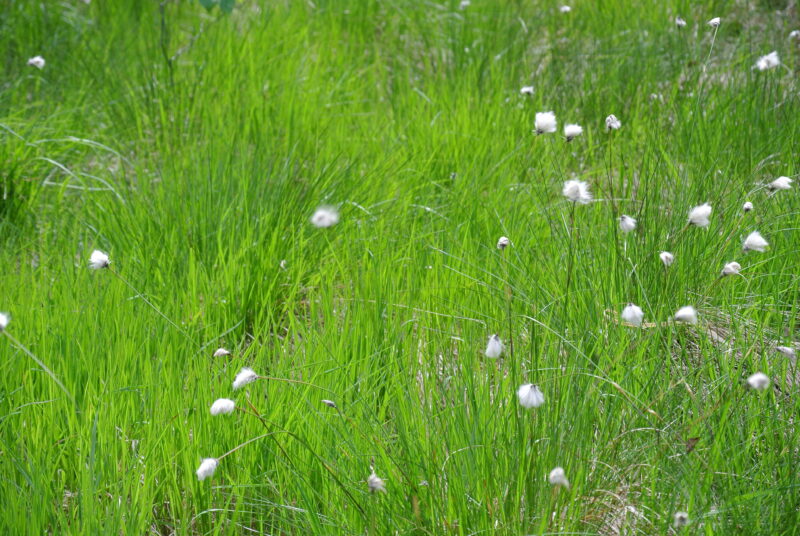 Naturreservat Öjemossen