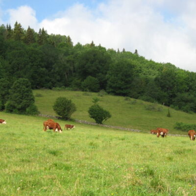 Naturreservat Våmbs ängar