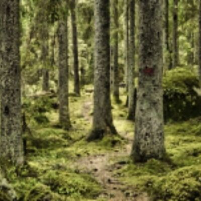 Aggerudsspåret 2,6 km