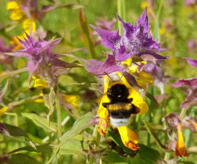 Nohlmarkens naturstig
