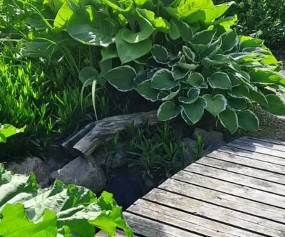 Öppen trädgård och trädgårdscafé