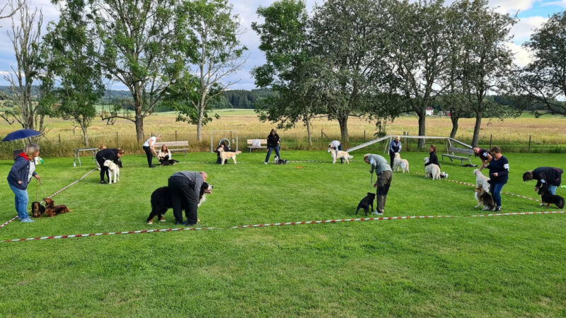 Örekilsparken – Ringträning Hund