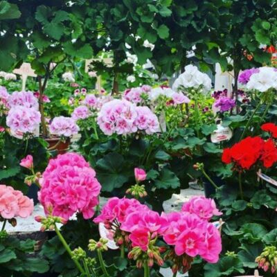 Orust Handelsträdgård