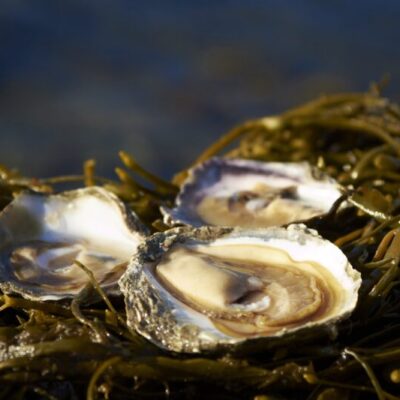 Ostronprovning med ostronöppnarkurs