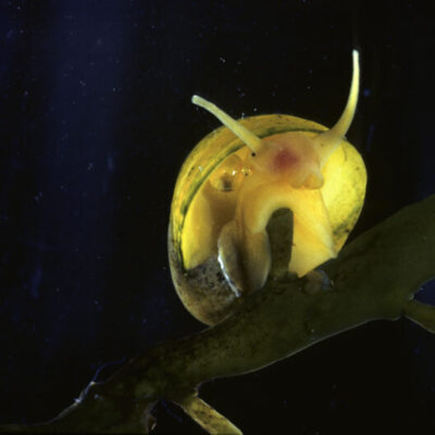 Påsklov på naturum Kosterhavet