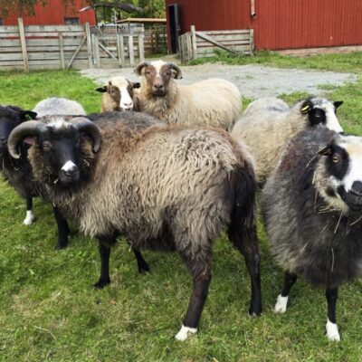 Påsklov på Nolhaga lantgård