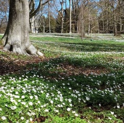 Picknickkonsert på Gamla Ekudden