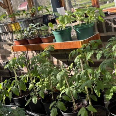 PLANT-CAFÈ
